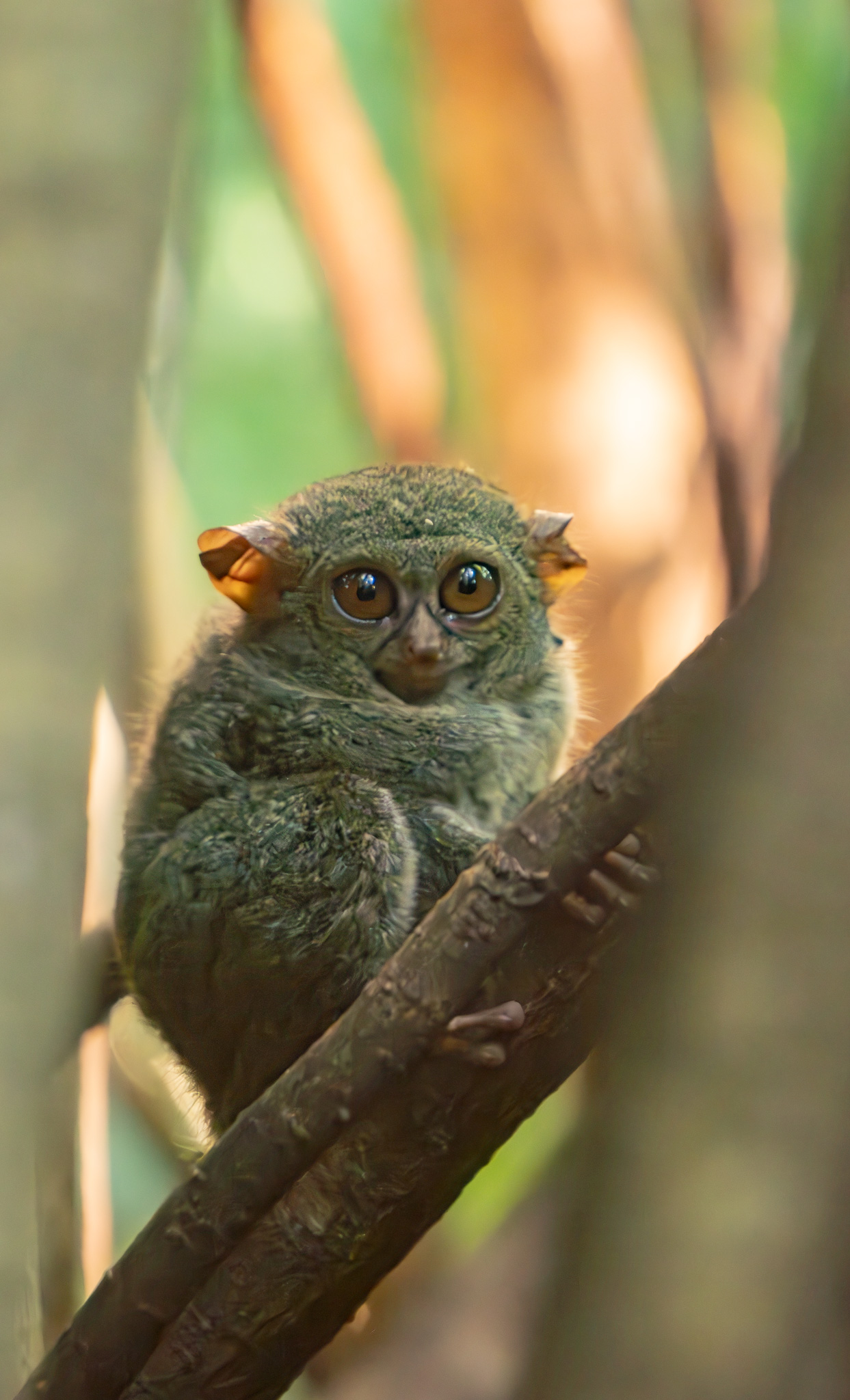 Tarsius Tarsier in Tangkoko Nature Reserve, Bitung, North Sulawesi taken by Christoper Tambanua