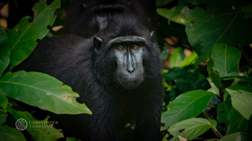 Tangkoko Park, North Sulawesi by Christoper Tambanua, the best sulawesi tour guide
