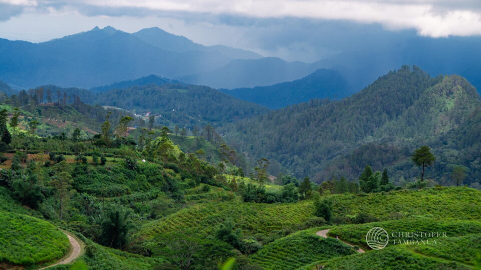 Malino Highland, South Sulawesi Malino Highland, South Sulawesi by Christoper Tambanua, the best sulawesi tour service